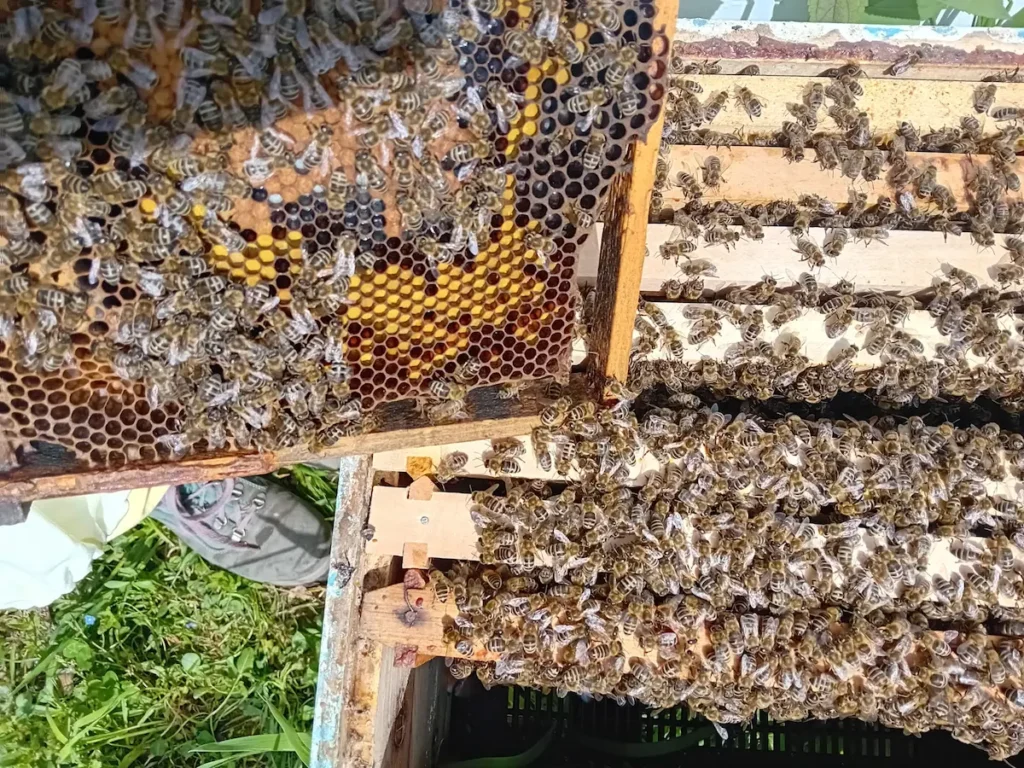 čebele ki delajo med - Medečina